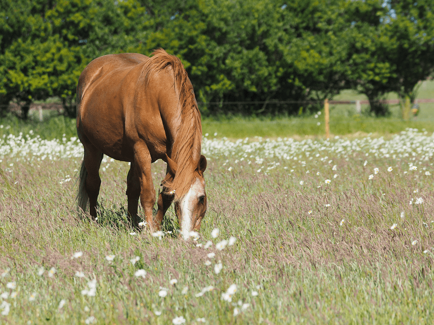 Exploring Equine-Assisted Therapy for PTSD in Military Veterans